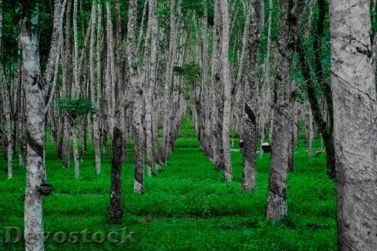 Devostock Nature Forest Trees 18998 4K