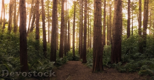 Devostock Nature Forest Trees 57288 4K