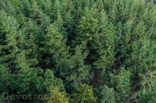 Devostock Nature Forest Trees 57459 4K