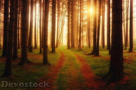 Devostock Nature Wood 103971 4K.jpeg