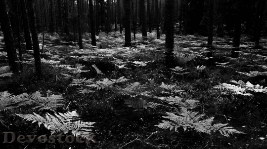 Devostock Nature Wood 105123 4K.jpeg