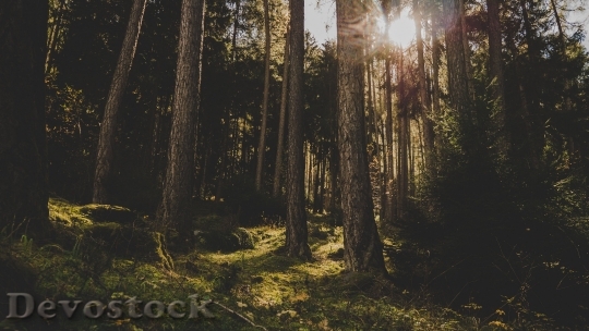 Devostock Nature Wood 125265 4K.jpeg