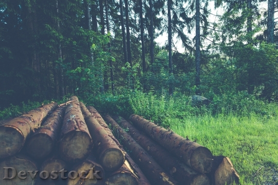 Devostock Nature Wood 13339 4K.jpeg