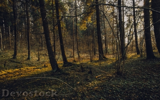 Devostock Nature Wood 140641 4K.jpeg