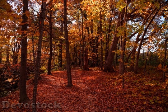 Devostock Nature Wood 174442 4K.jpeg