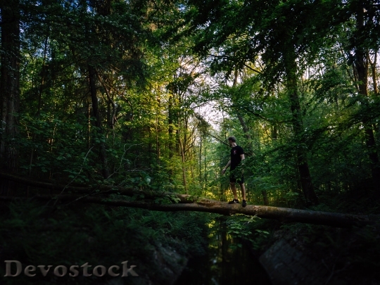 Devostock Nature Wood 175889 4K.jpeg