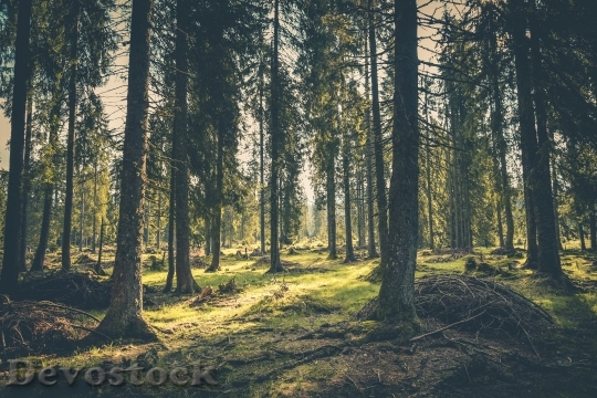 Devostock Nature Wood 18831 4K.jpeg