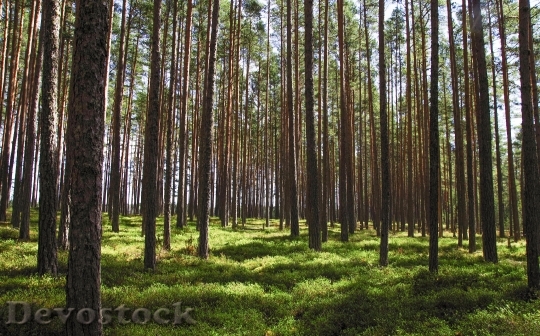 Devostock Nature Wood 193184 4K.jpeg