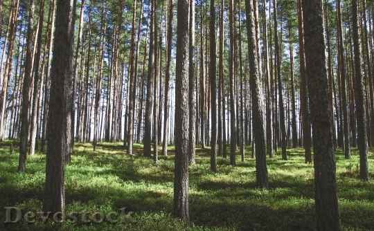 Devostock Nature Wood 193216 4K.jpeg