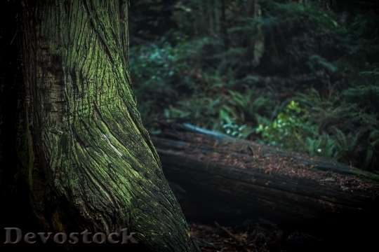 Devostock Nature Wood 33534 4K.jpeg