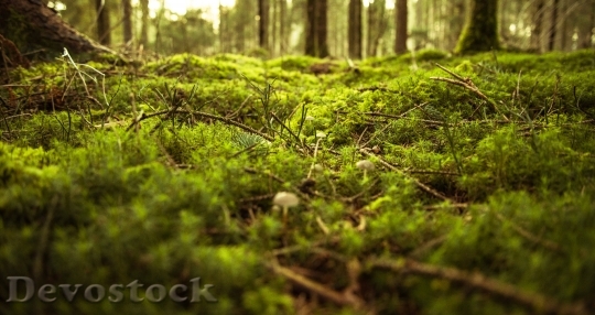 Devostock Nature Wood 40932 4K.jpeg