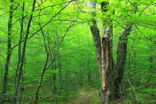 Devostock Nature Wood 49131 4K.jpeg
