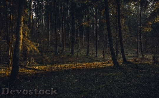 Devostock Nature Wood 54739 4K.jpeg