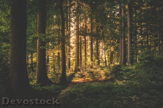 Devostock Nature Wood 67698 4K.jpeg