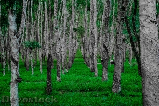 Devostock Nature Wood 89298 4K.jpeg