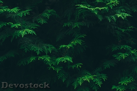 Devostock Nature Wood 92136 4K.jpeg