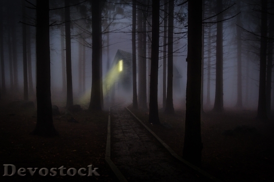 Devostock Night Dark Forest42263 4K