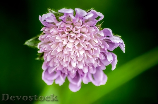 Devostock Pincushion Flower Flower Dipsacoideae Blossom 5314 4K.jpeg