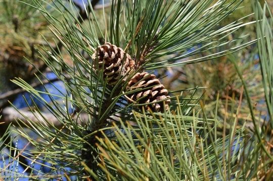 Devostock Pine Cones Tree Nedles 4K