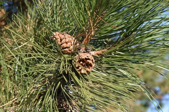 Devostock Pine Cones Tree Needes 0 4K