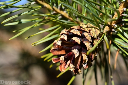 Devostock Pine Pine ConeCone 4K