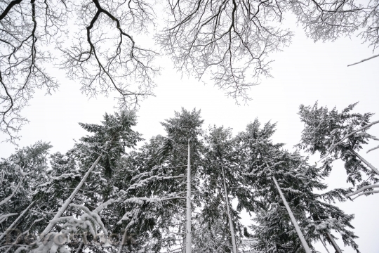 Devostock Pine Trees Winter White Cold 7902 4K.jpeg