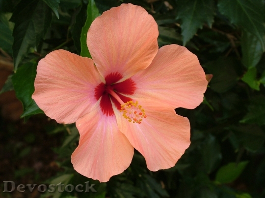 Devostock Plant Blossom Bloom Hibiscus 7052 4K.jpeg