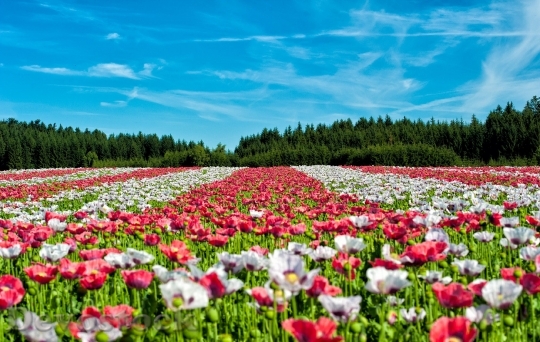 Devostock Poppy Field Of Poppies Flower Flowers 8053 4K.jpeg