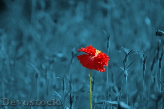 Devostock Poppy Papaver Meadow Pointed Flower 5341 4K.jpeg