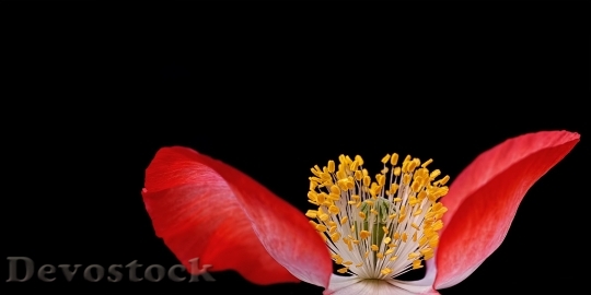 Devostock Poppy Plant Nature Macro 6544 4K.jpeg