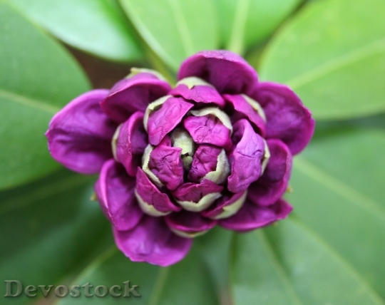 Devostock Rhododendron Flower Bud Bloom 8755 4K.jpeg