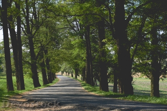 Devostock Road Landscape Trees 20412 4K