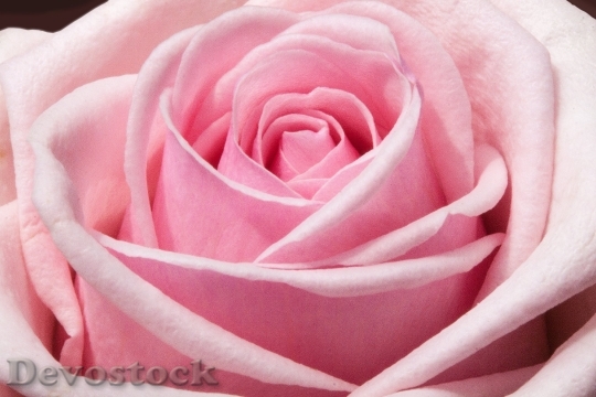 Devostock Rose Composites Flowers Spring 5423 4K.jpeg