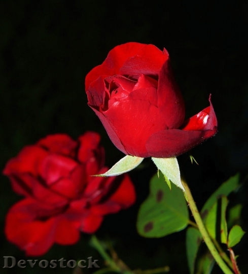 Devostock Rose Red Blossom Bloom 5341 4K.jpeg
