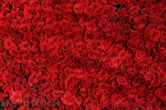 Devostock Rose Roses Flowers Red 5420 4K.jpeg
