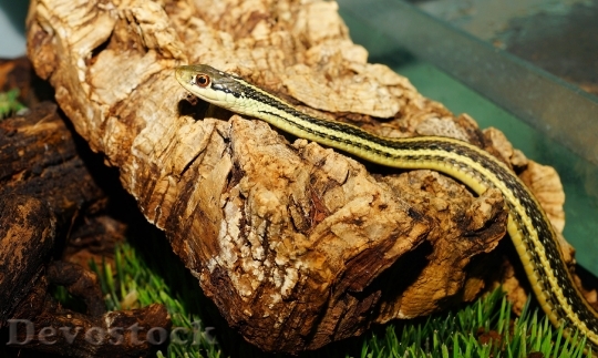 Devostock Snake Young Animal Cute Slim 1347 4K.jpeg