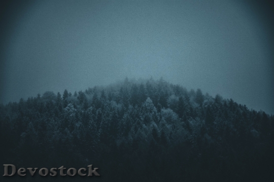 Devostock Snow Dark Forest 111004 4K