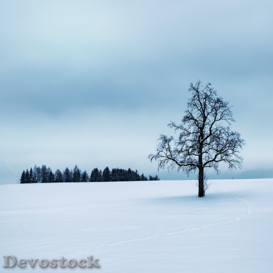 Devostock Snow Landscape Nature 69875 4K