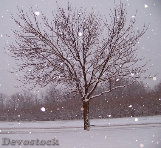 Devostock Snow Tree ChristmasXmas 4K
