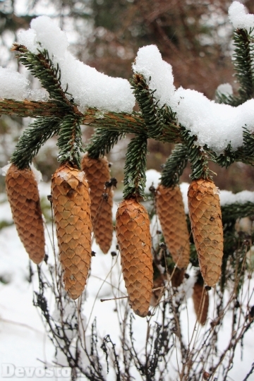 Devostock Snow Winter Pine Coes 0 4K