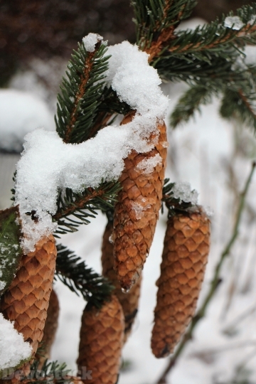 Devostock Snow Winter Pine ones 4K