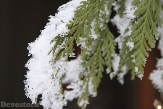 Devostock Snowflake Pine TreeTree 4K