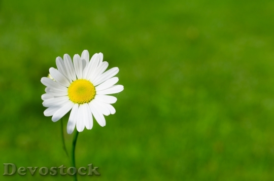 Devostock Spring Daisy Blossom Flora 59755 4K.jpeg