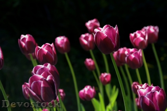 Devostock Spring Flower Tulips Nature 7044 4K.jpeg