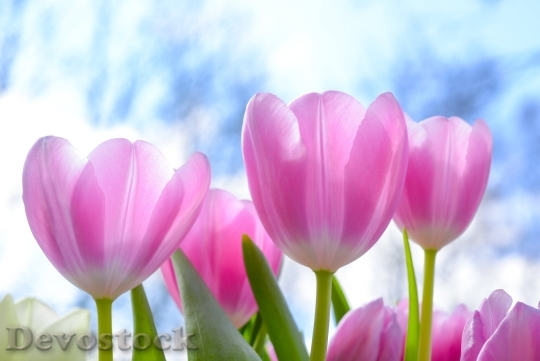 Devostock Spring Pink Tulip Flower 101975 4K.jpeg