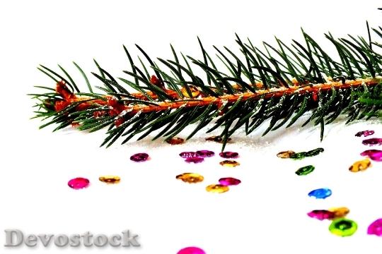 Devostock Spruce Photos Christmas Christas 0 4K