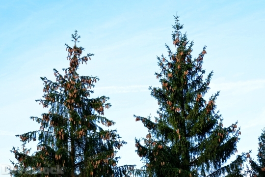 Devostock Spruce Tree Conife Tap 4K
