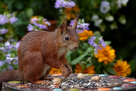 Devostock Squirrel Sciurus Vulgaris Major Mammal Mindfulness 1829 4K.jpeg