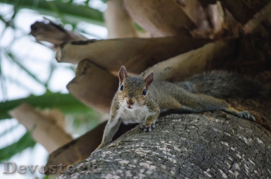 Devostock Squirrel Tree Animal Nature 786 4K.jpeg