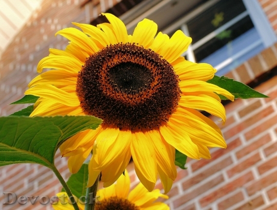 Devostock Sun Flower Blossom Bloom Summer 5091 4K.jpeg